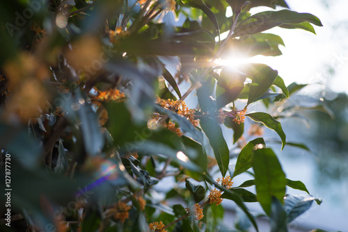 fragrant olive,osmanthus photo