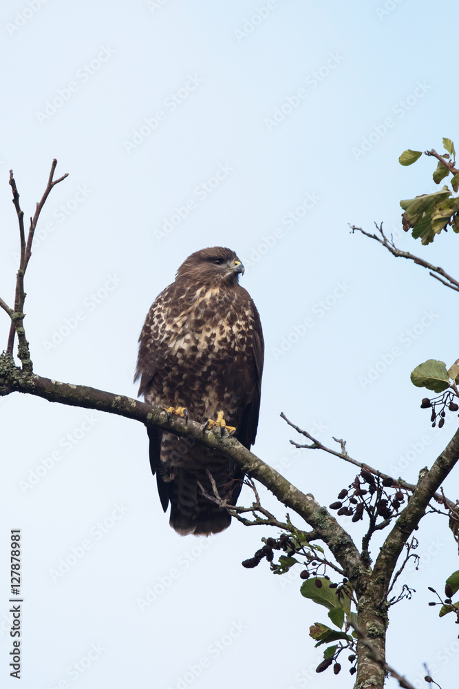 Common Buzzard, Buzzards, Buteo buteo Common Buzzard, Buzzards, Buteo buteo