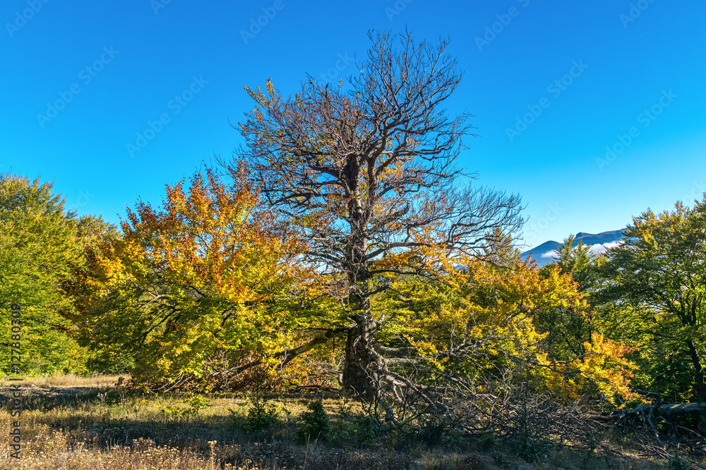 Beech forest in the Crimea