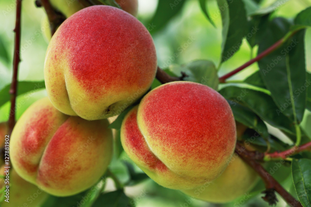 ripe peach on the branch ripe peach on the branch