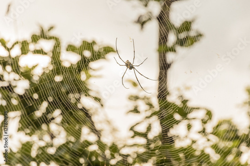 Spider on a spider web