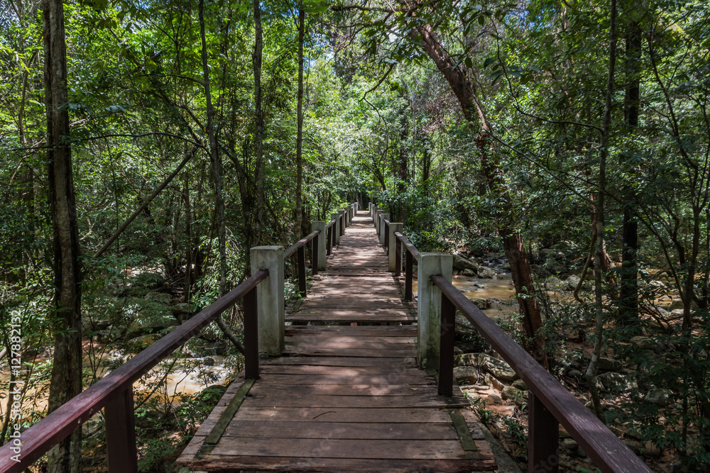  forest with sandy road