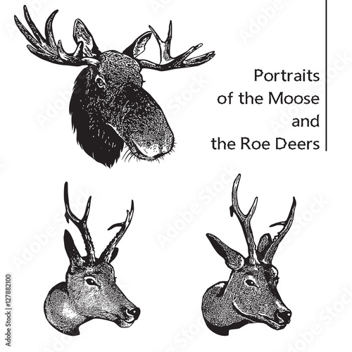 Isolated vector images of Moose and Roe Deers. Head of elk and deer. Graphic logo in engraving style. Illustration for the hunt theme or zoo.