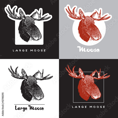 Portrait of moose (Alces alces). Set of vector images of elk head. Illustration for the hunt theme or zoo.