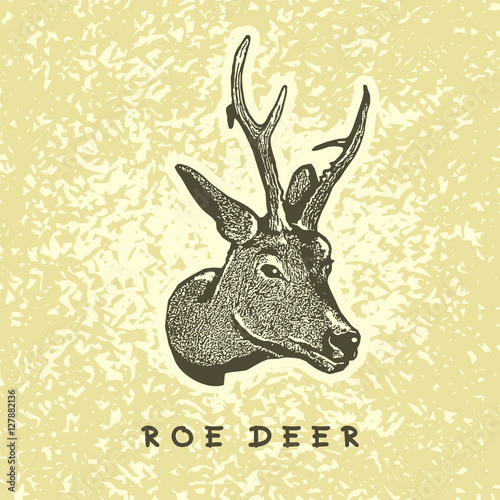 Portrait of Roe Deer (Capreolus capreolus) head with antlers. Vector image. Illustration for the hunt theme or zoo.