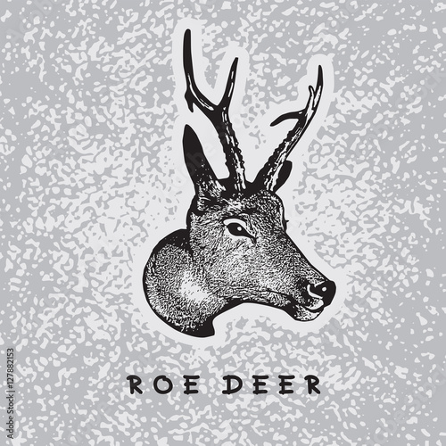 Vector image of Roe Deer head.  
Illustration, logotype for the hunt theme or zoo. 
