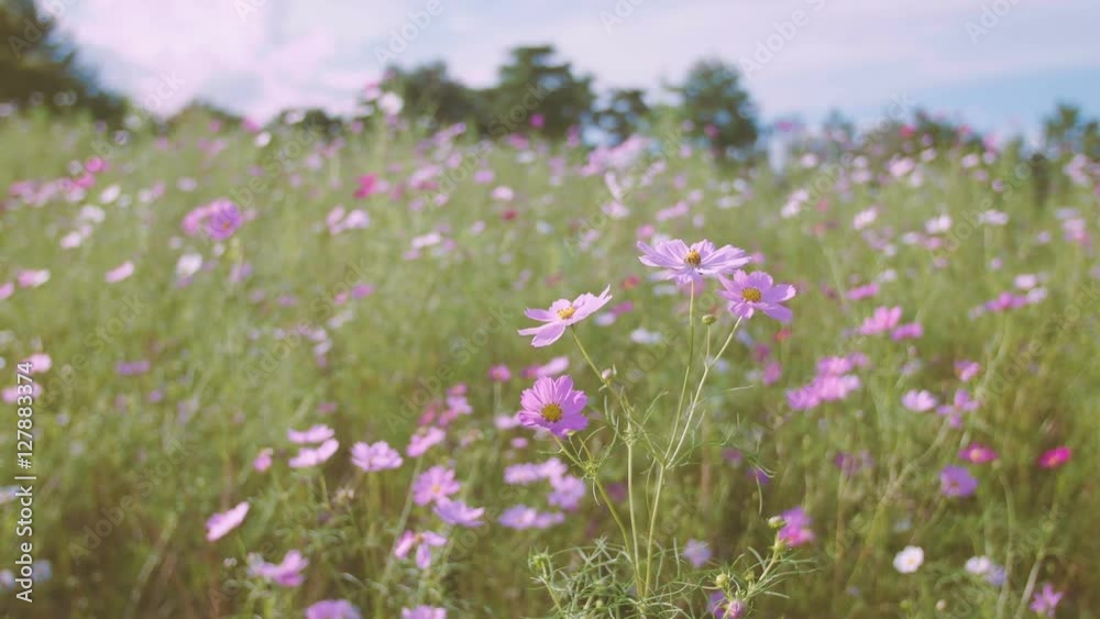 Cosmos Flowers,at Showa Kinen Park,Tokyo,Japan,Filmed in 4K Cosmos Flowers,at Showa Kinen Park,Tokyo,Japan,Filmed in 4K