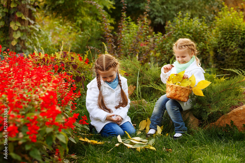 Two cute sisters collect fallen leaves in a wicker basket. Girl chooses beautiful leaves. Autumn mood. Family time.