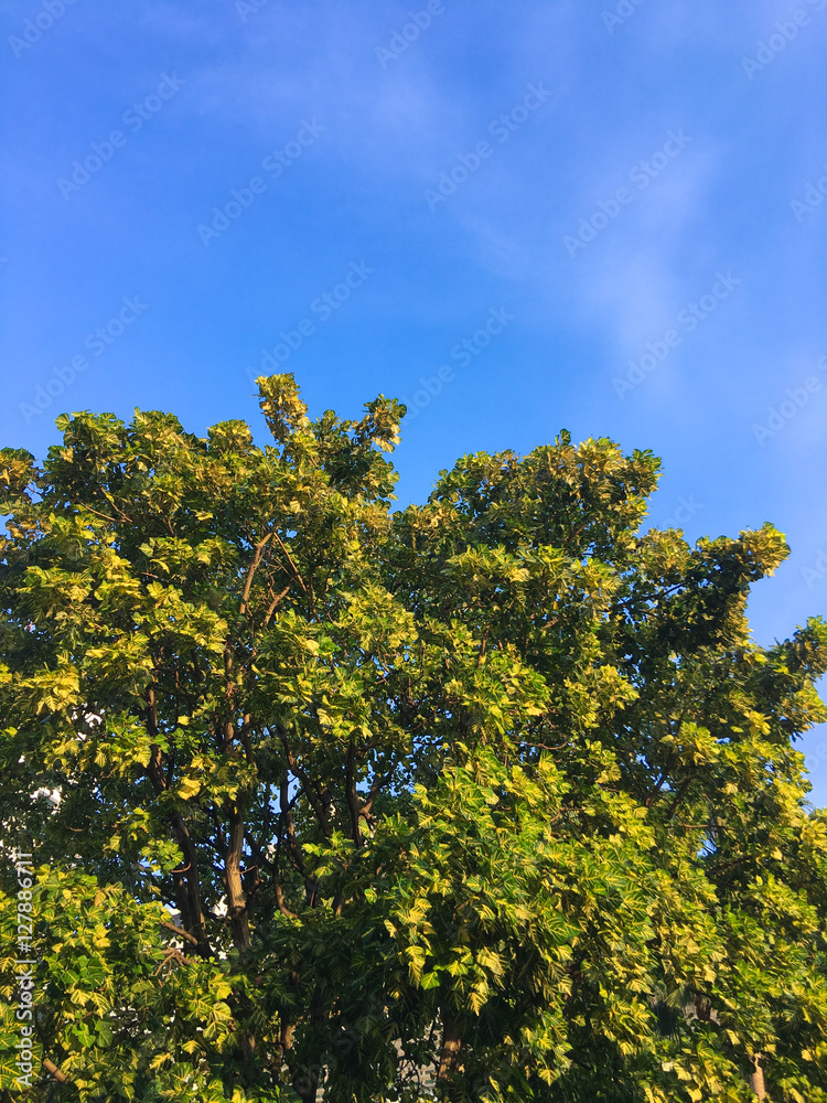 Fototapeta premium Tree with blue sky