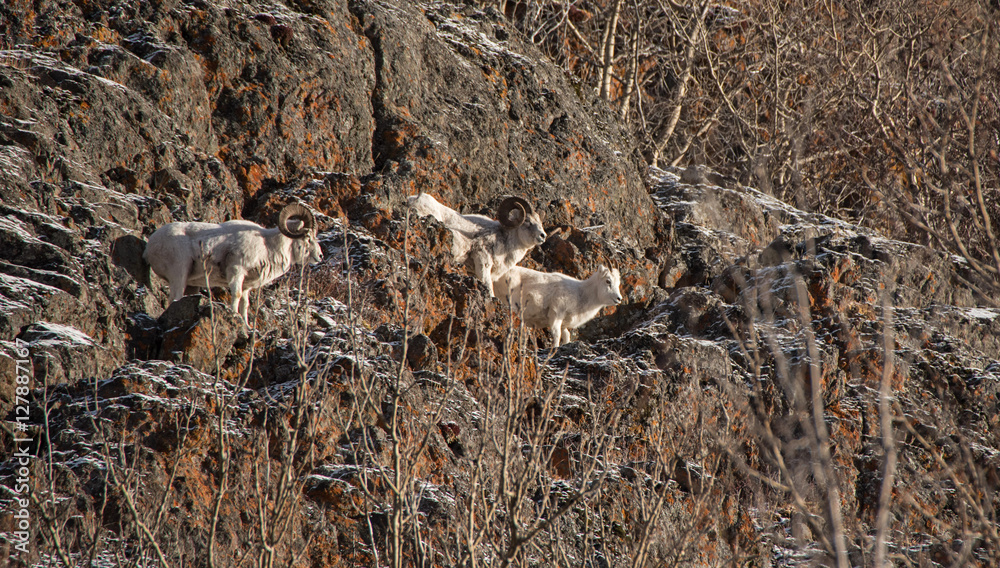 Obraz premium Dall Sheep