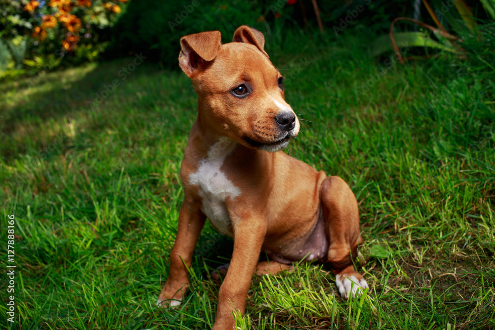 puppy breed American Staffordshire Terrier