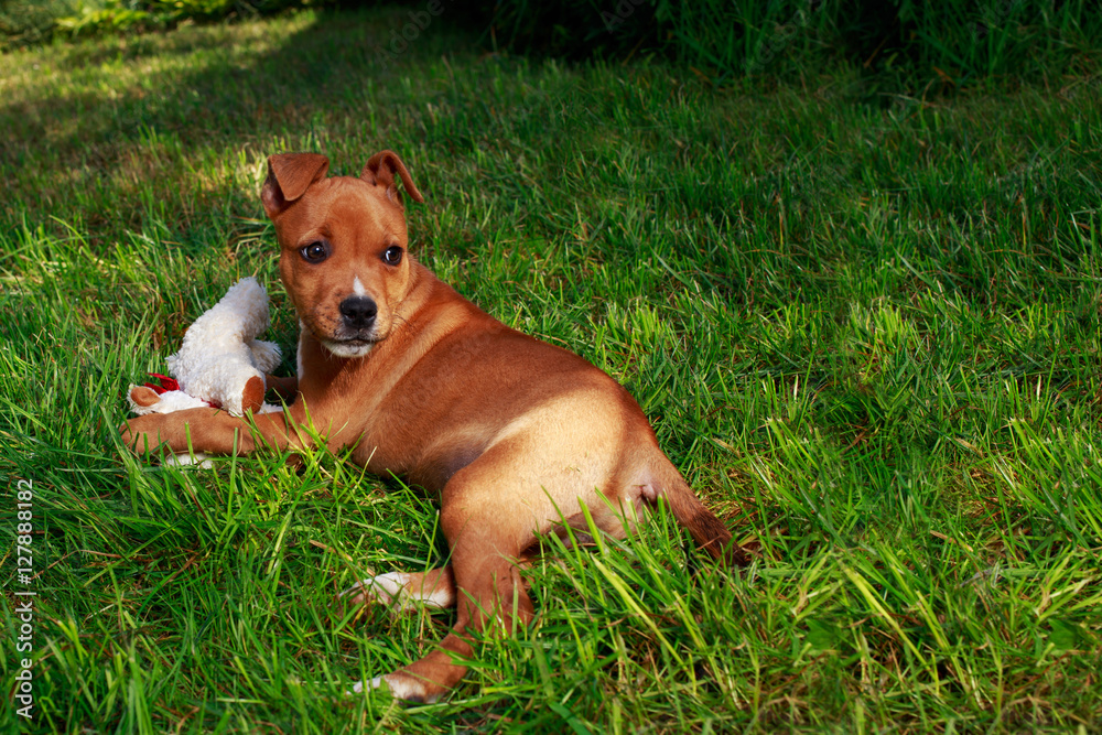 puppy breed American Staffordshire Terrier puppy breed American Staffordshire Terrier