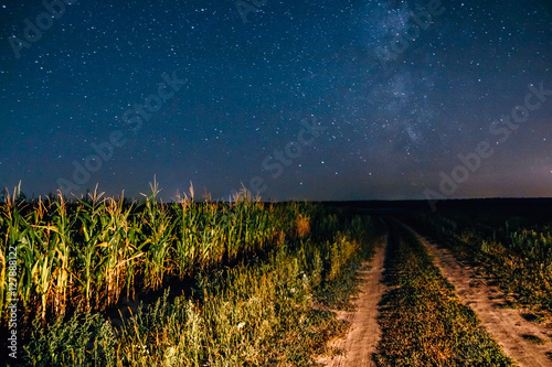 Starry sky above the corn field