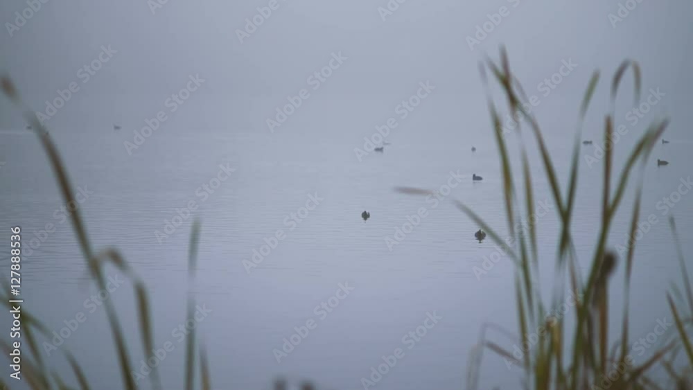 Birds and cane thicket by the misty river Birds and cane thicket by the misty river