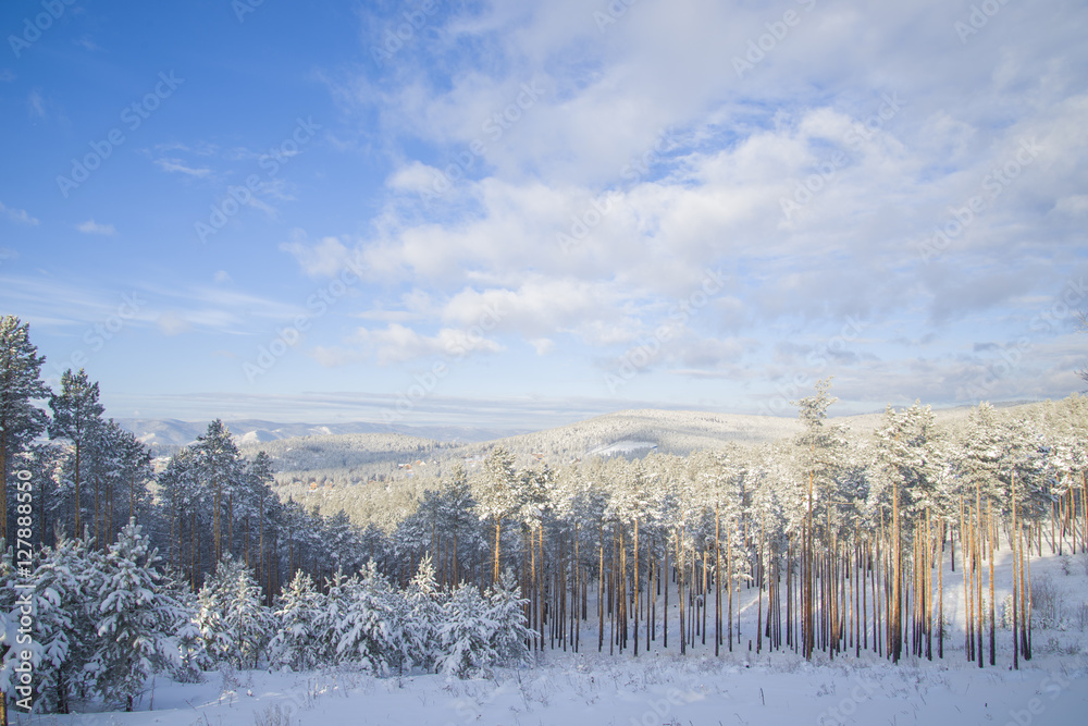 Beautiful scenery of a winter forest.