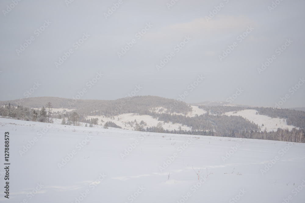 Beautiful scenery of a winter forest.