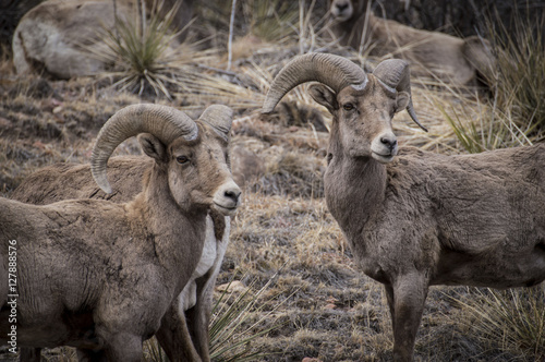 Big Horn Sheep