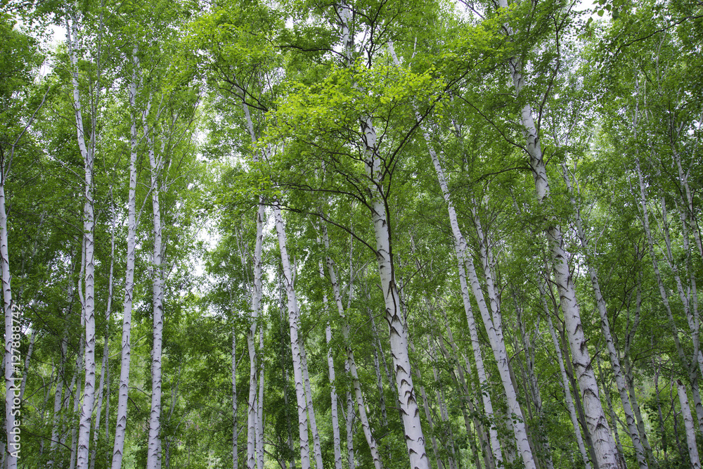 Fototapeta premium Beautiful birch forest in summer.