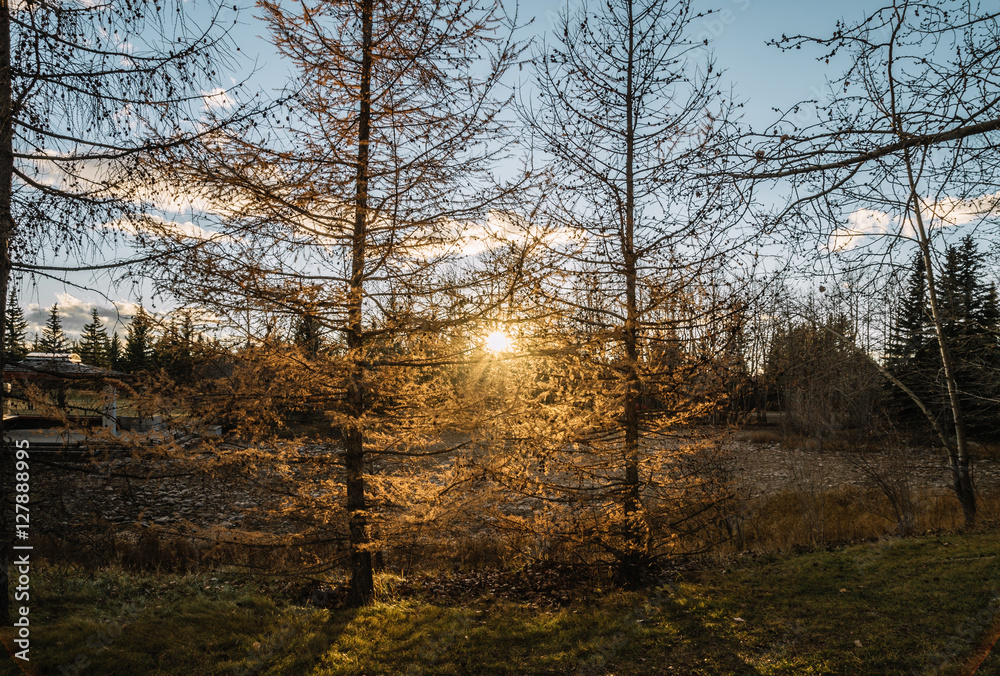 Fototapeta premium Sunlight shining through trees