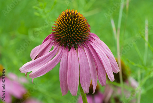 Pastel faded Cone Flower