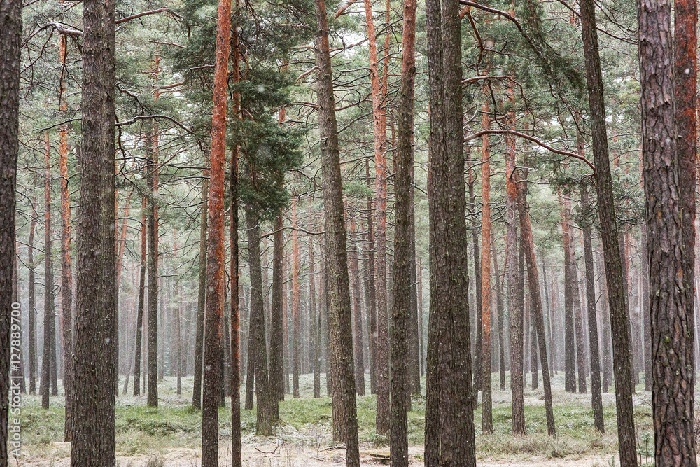 Obraz premium first snow in the pine forest