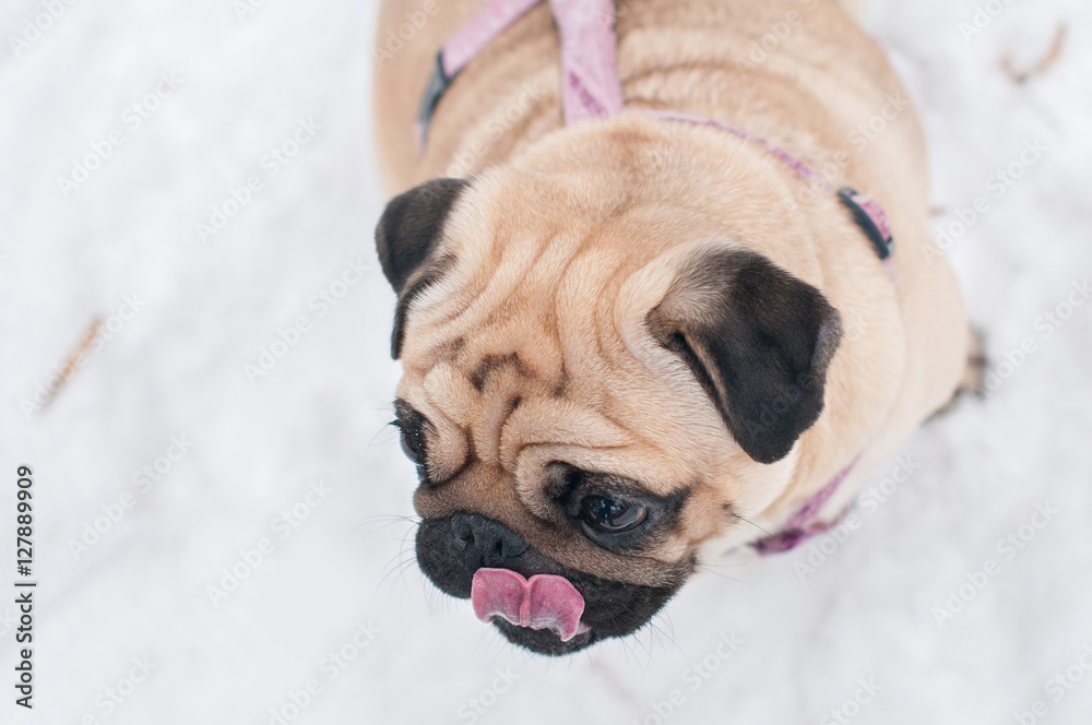 dog pug snow winter close-up portrait
