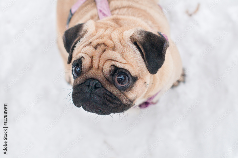 dog pug snow winter close-up portrait dog pug snow winter close-up portrait