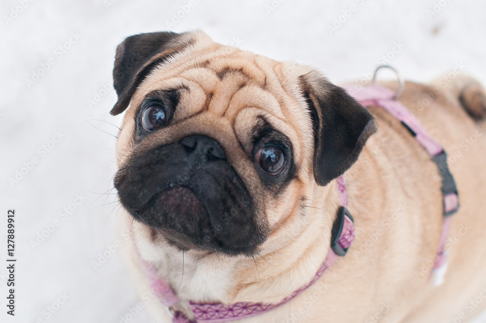 dog pug snow winter close-up portrait