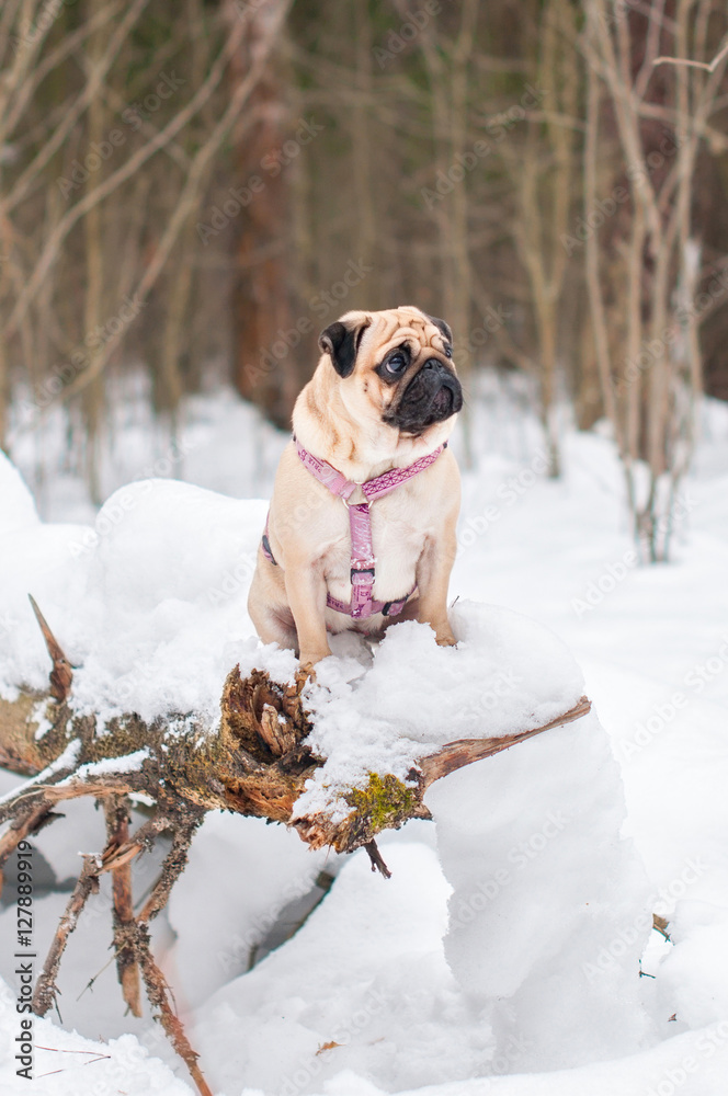dog pug walks snow winter forest