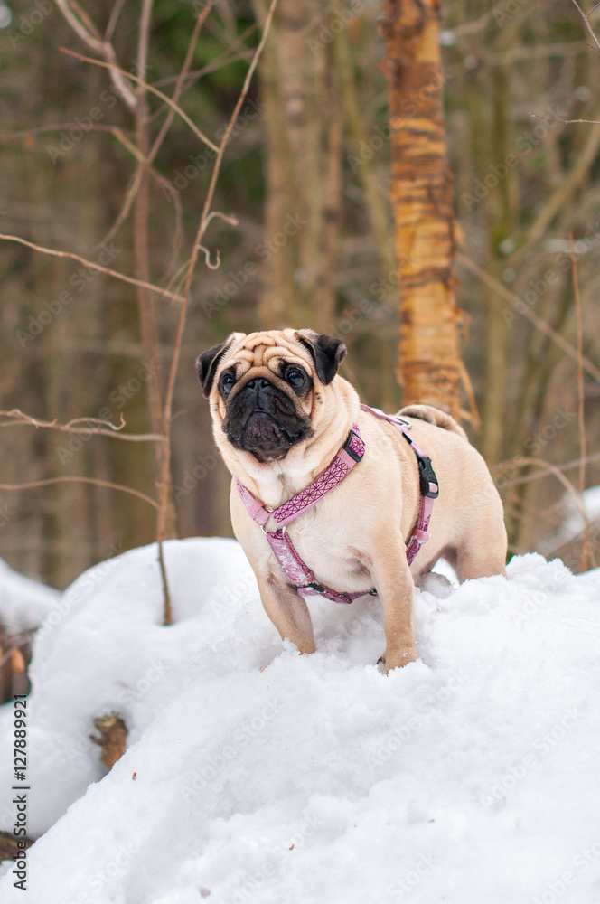 dog pug walks snow winter forest