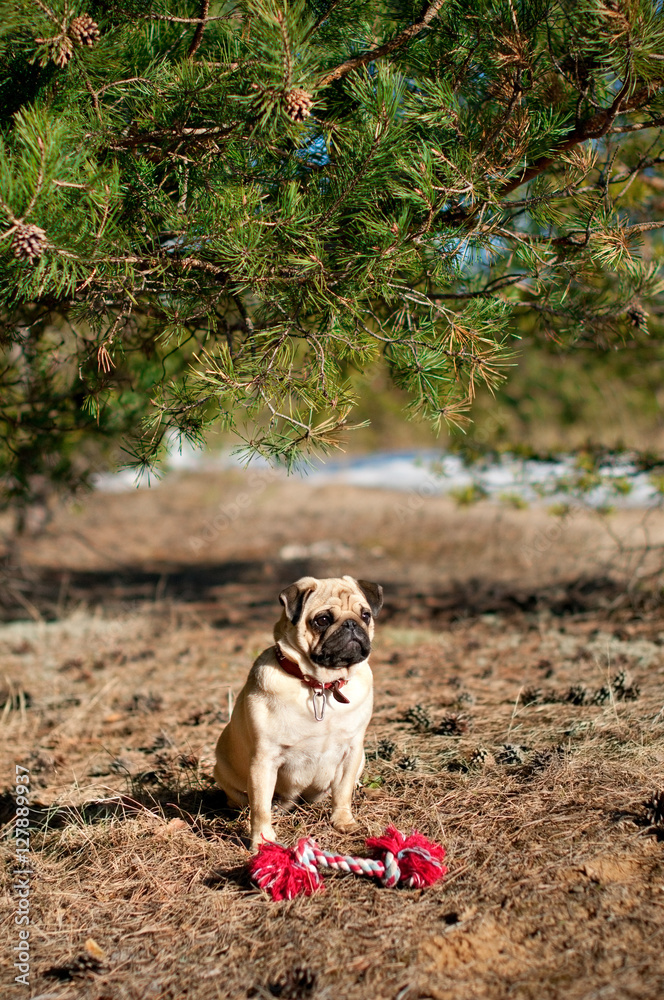 pug dog walking playing snow winter forest
