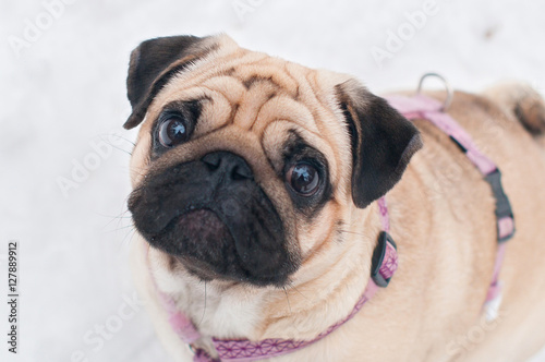 dog pug snow winter close-up portrait