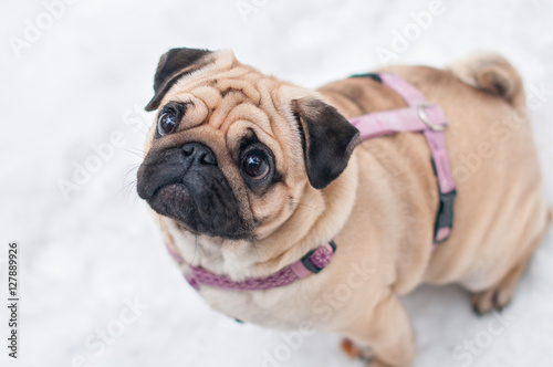dog pug snow winter close-up portrait