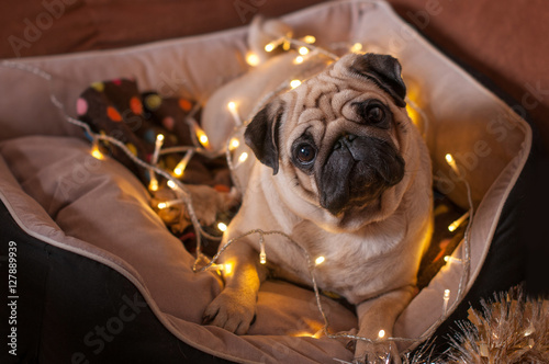christmas dog pug garland in bed on christmas holidays