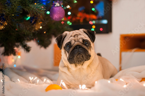 dog pug lying under Christmas tree