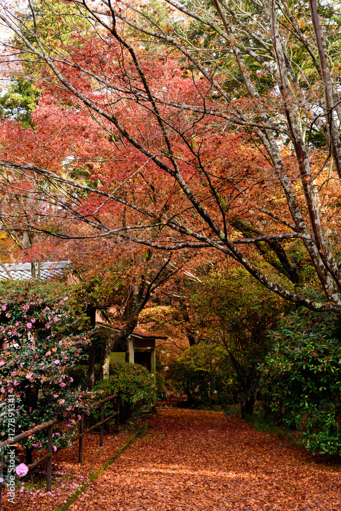 滋賀県　石山寺の紅葉