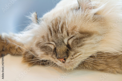 American Curl cat sleeping