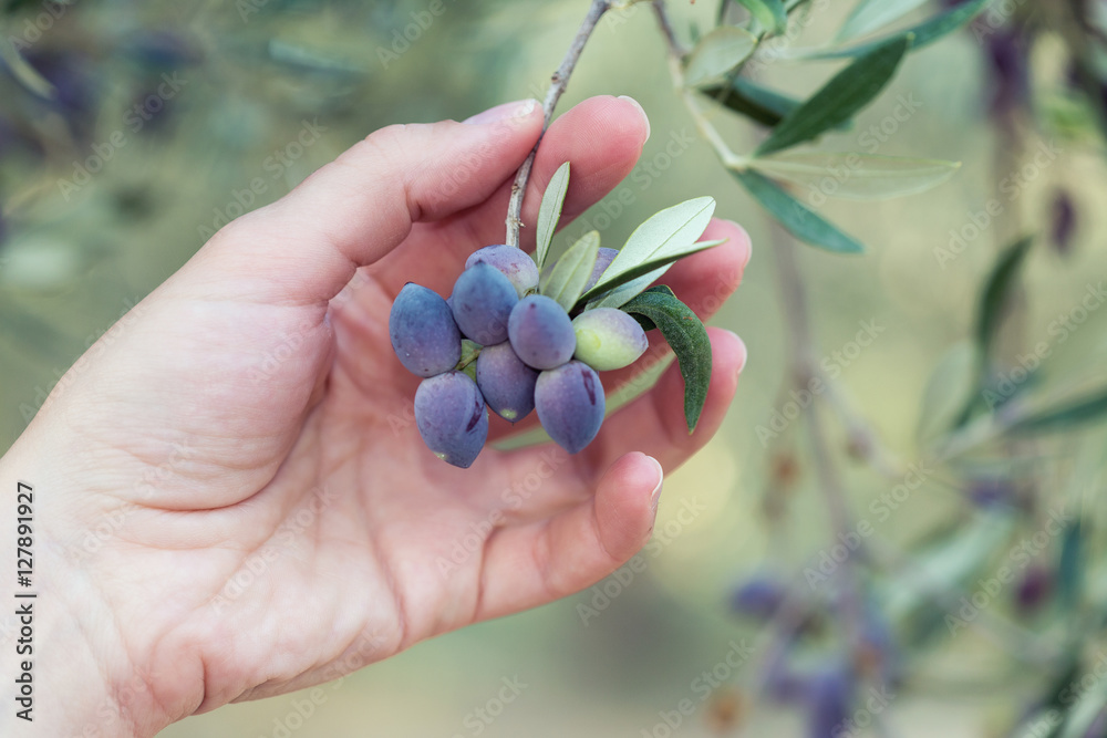 Female hand with a branch of ripe olives on olive tree Female hand with a branch of ripe olives on olive tree