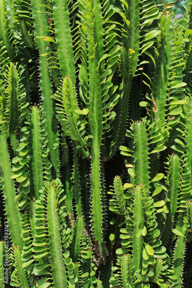 Green cactus tree in garden Green cactus tree in garden