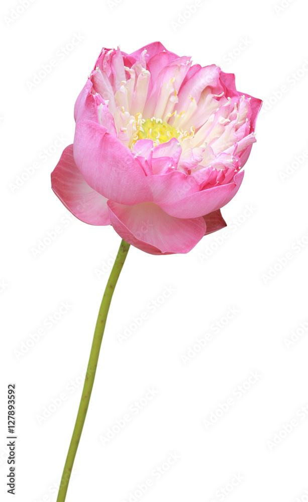 Beautiful pink lotus flower in blooming