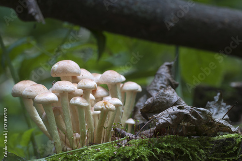 Hypholoma lateritium on a stump photo