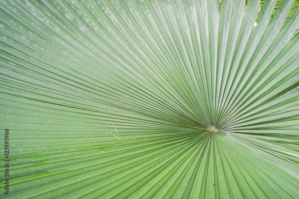Obraz premium close up texture of palm leaf