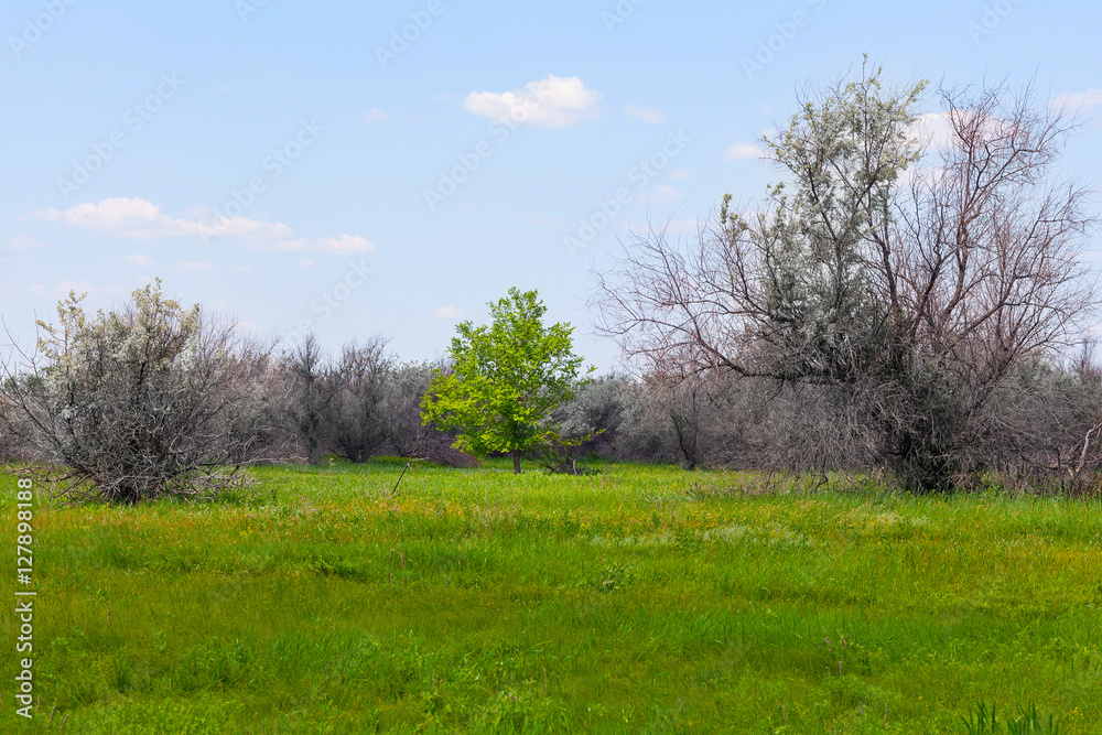 among flowering tree withered