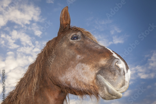 Funny close up brown horse portrait. Blue sky background with clouds