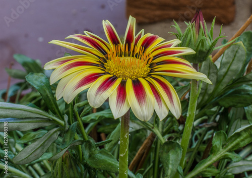 Gazania