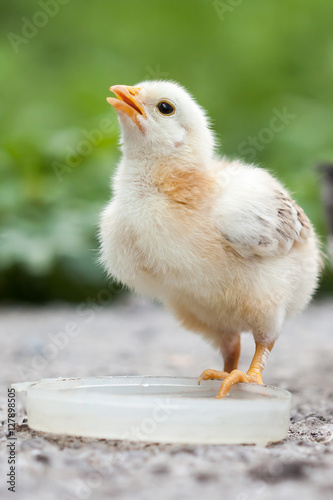 Baby chicken drinking water on dish.