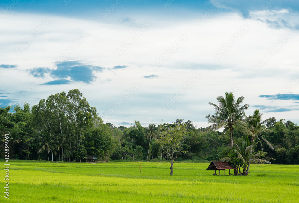 Natural Thai rice field with farmer's hut under coconut tree on