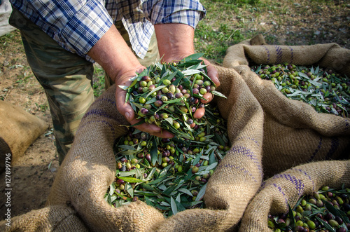 Bild auf Leinwand Agriculturalist keeps some harvested fresh olives over sacks in a field in Crete