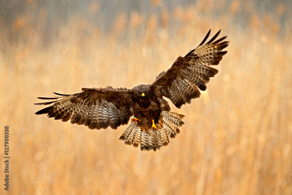 Fototapeta premium Bird in the meadow with open wings. Action scene from nature. Bird of prey Common Buzzard, Buteo buteo, during autumn with yellow grass. Flying bird of prey. Action wildlife flight scene from Europe.