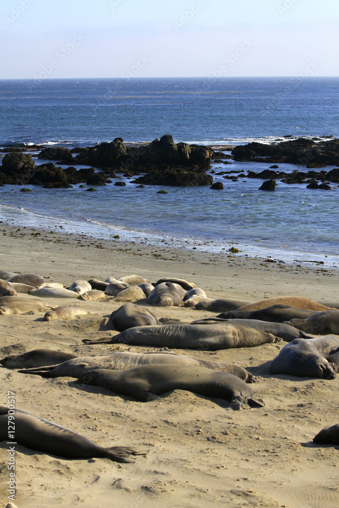 Elephant seal